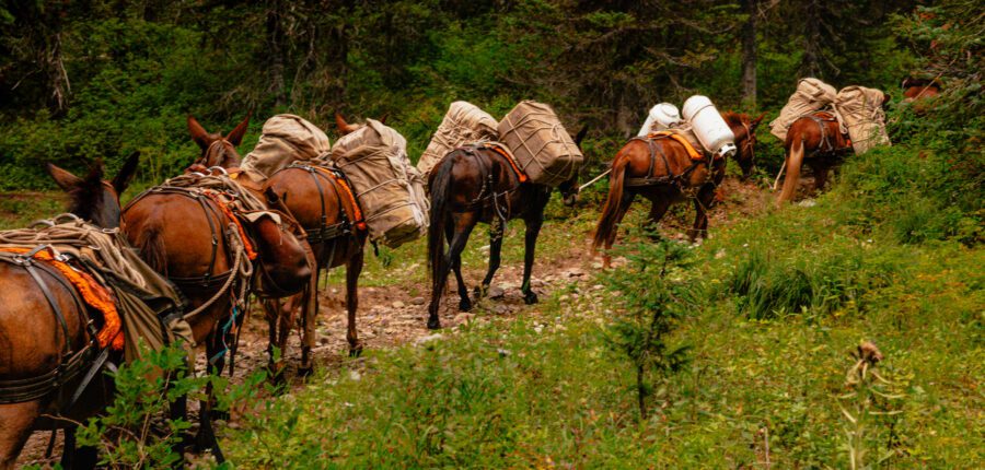 Classic 5-Day Wilderness Pack Trip