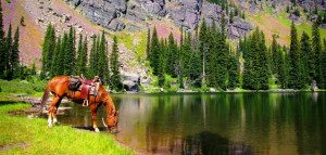 horse drinking at palisades lake - custom Montana fishing trip with Swan Mountain Outfitters